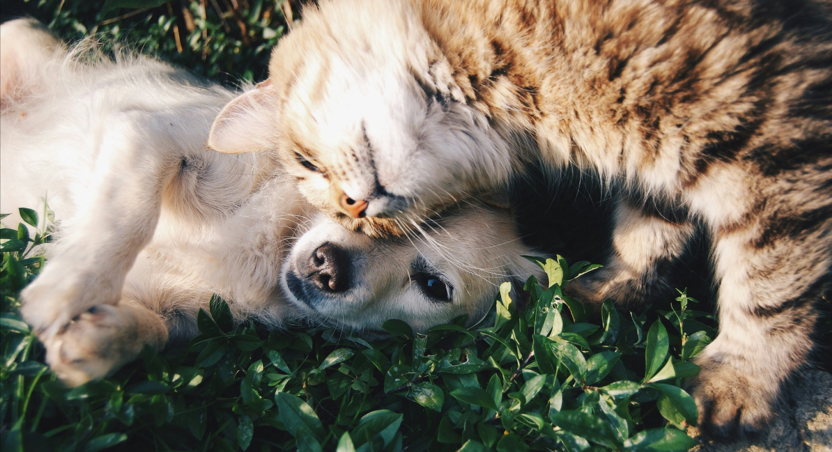 Pet sitting service rates Johannesburg - transparent pricing