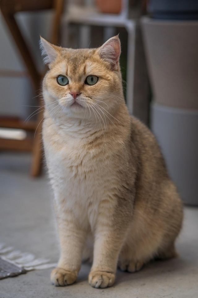 Pet sitting services Johannesburg - caring for dogs and cats
