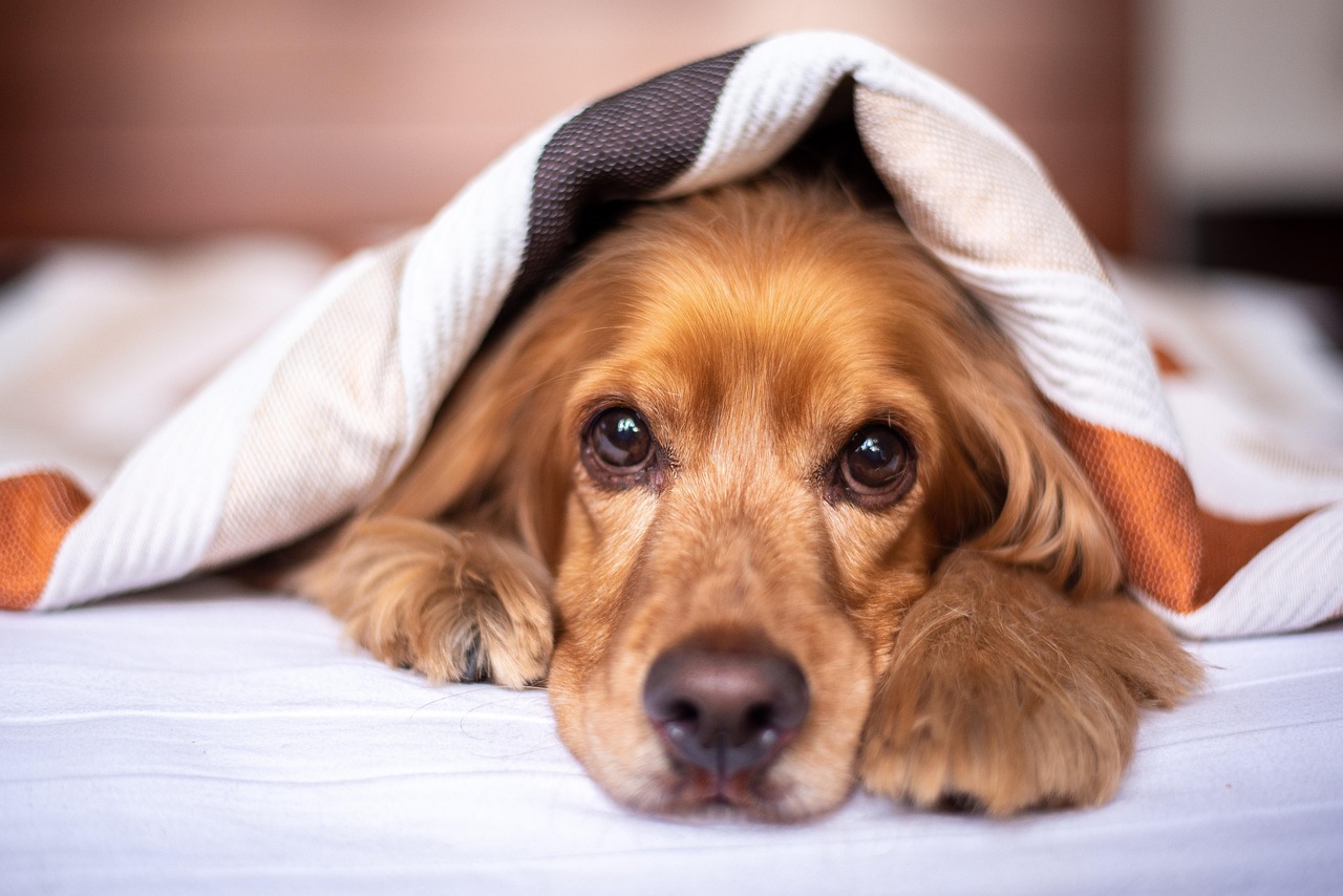 Trusted house and pet sitting in Johannesburg high security estates