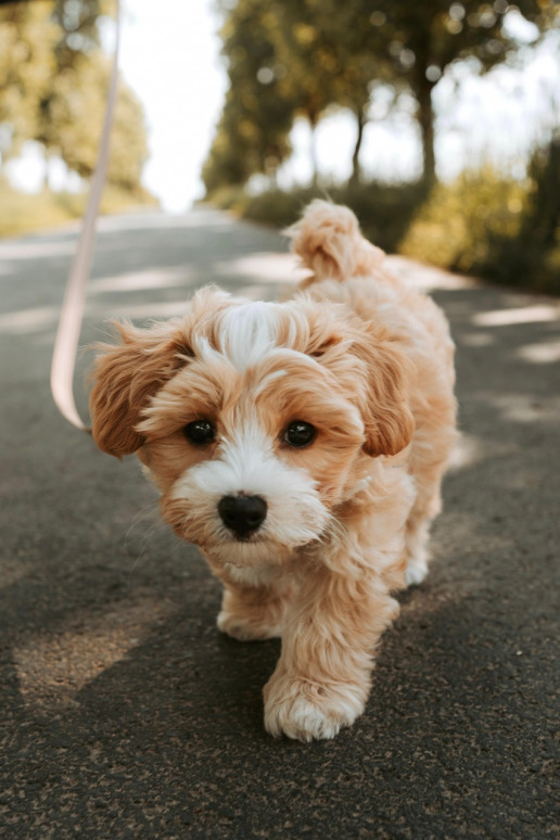 Pet sitting promotions Johannesburg - free dog walking offers