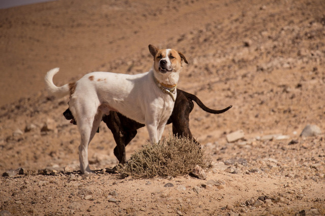 House sitting services Johannesburg - home security and pet care