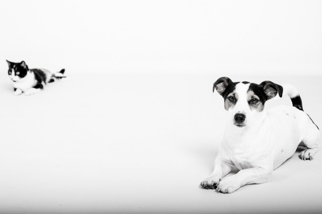 Overnight pet sitting Johannesburg - comprehensive pet care services