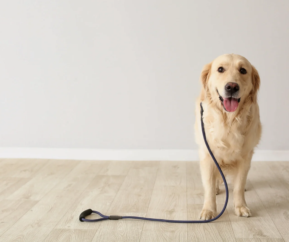 Free dog walking services in Johannesburg - book your free Saturday walk